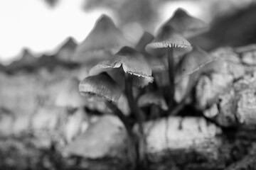 Fungi on dead wood in a pasture.