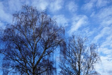 Zwei hohe Birkenbäume vor blauem Himmel mit weißen Wolken bei Sonne am Morgen im Winter
