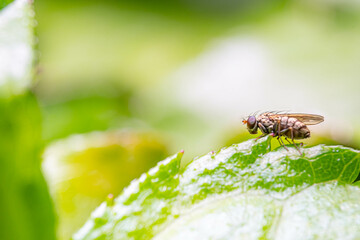 close up of a fly on a green leaf