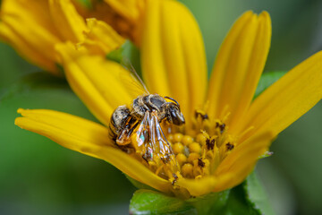 bee on yellow flower