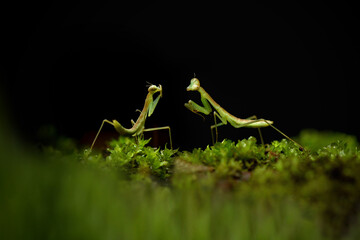 praying mantis on the grass
