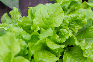 Green Lettuce leaves texture background. Lactuca sativa green leaves, close up.