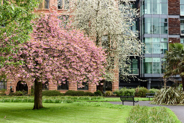 Cherry blossom tree outside the Manchester building