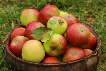 Naklejka na ściany i meble Basket of fresh home grown apples