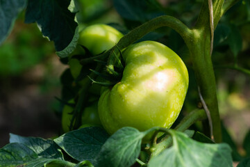 Green tomatoes on a bush ripen in the greenhouse. Organic farming. Farm cultivation of tomatoes