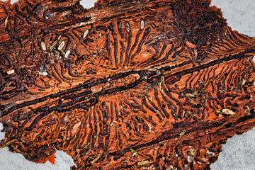 Baumrinde mit Brutgängen des Borkenkäfers