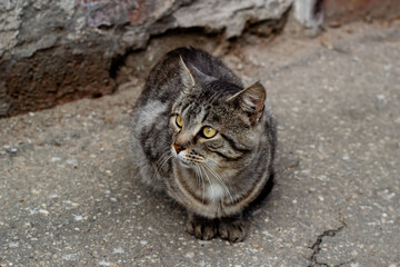 homeless street cat sitting on the asphalt.