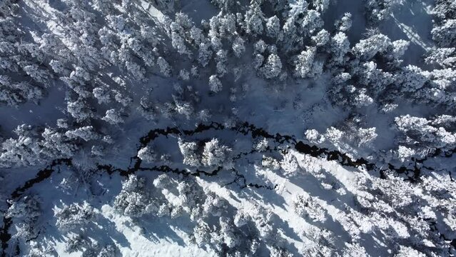 Aerial view overlooking a mountain river, in middle of snow covered trees and snowy forest on a winter day. Alpine landscape. Vacations, travel, nature and tourism concept. Top down, 4k drone shot.