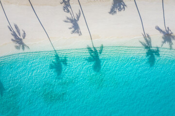 Beach palm trees on the sunny sandy beach and turquoise ocean from above. Amazing summer nature...