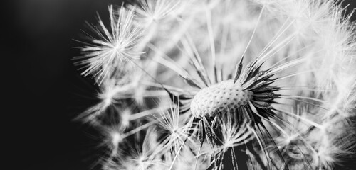 Dandelion macro photography in white and black. Dramatic monochrome spring nature. White fresh natural plant closeup, dark foliage background. Sunny white dandelion seeds. Inspire idyllic art pattern