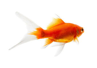 Gold fish Isolation on transparent png