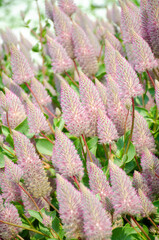 Close up of ptilotus exaltatus joey in the garden. Natural floral background.