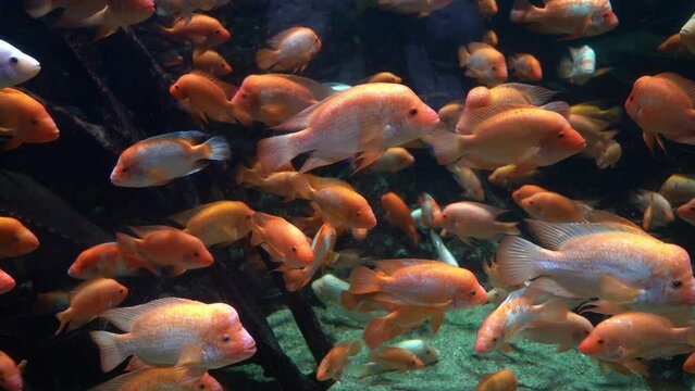 Midas cichlid in aquarium, Amphilophus citrinellus funny orange fish with big forehead slow motion.