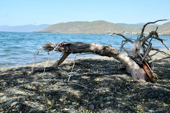 dead tree at the shore of Lake Sevan, Armenia