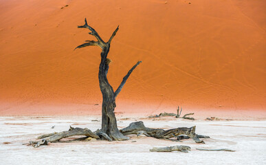 Dead Camelthorn Trees and red dunes in Deadvlei, Sossusvlei, Namib-Naukluft National Park, Namibia.