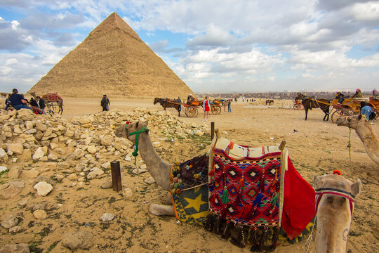 Camels in sandy desert near the The Pyramid of Khufu, archaeological landmark in Giza, Egypt, Africa. The only one of Seven Wonders of Ancient World still in exi
