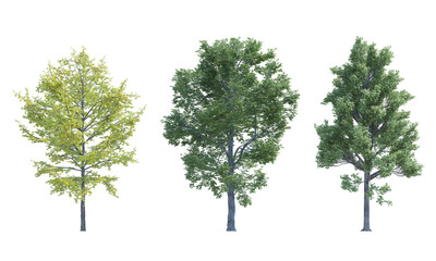 Maple Tree Field Elm Ginkgo Biloba tree set alpha channel - Powered by Adobe