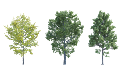 Maple Tree Field Elm Ginkgo Biloba tree set alpha channel