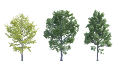 Fototapete Rund Bäume Maple Tree Field Elm Ginkgo Biloba tree set alpha channel  © stanslavov