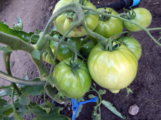 Tomatenpfanze mit Tomaten