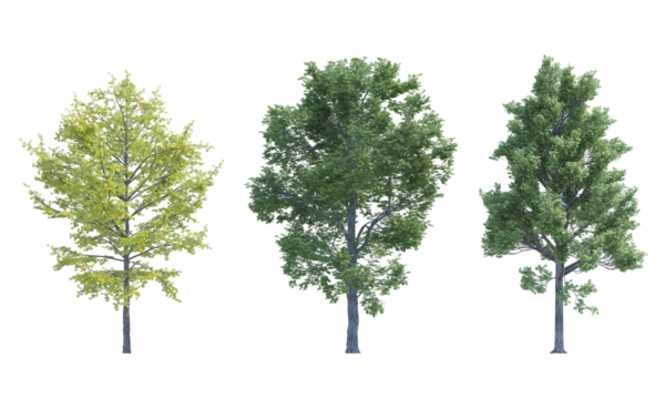Maple Tree Field Elm Ginkgo Biloba tree set alpha channel