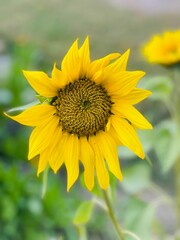 Fototapeta premium sunflower close up pic