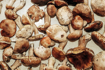Boletus edulis on a table made of brown boards preparation for eating.