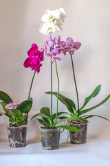 Branch of blooming purple orchid close-up, phalaenopsis.