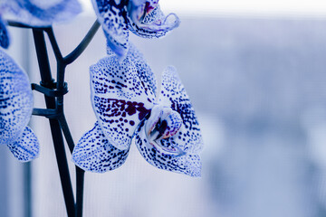 Branch of blooming purple orchid close-up, phalaenopsis.