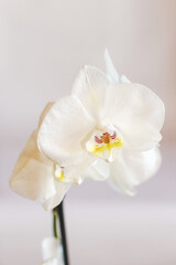 Fototapeta na wymiar Branch of blooming white orchid close-up, phalaenopsis.