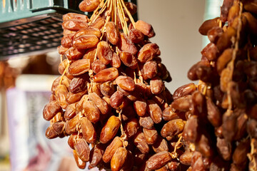 Date branches draped with many fruits with dried dates, the bread of the desert