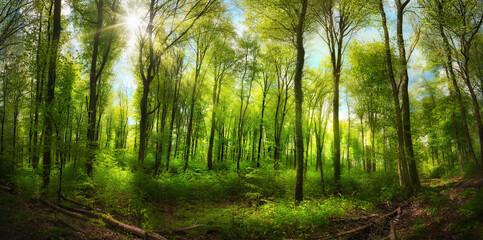 Fototapeta na wymiar Beautiful beech forest with uplifting sunshine, a panoramic landscape with vibrant green, blue sky and the sun casting rays through the trees 