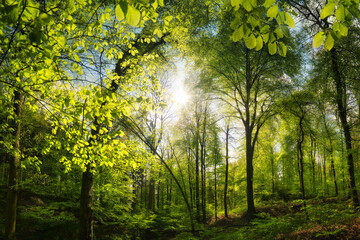 Beautiful beech forest with pleasing sunshine, a tranquil landscape shot with vibrant green trees and the sun casting rays through the leaves 