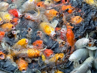 Obraz na płótnie Canvas Top View of Group of Koi carp, Group of carp fish, swimming in the pool, Fancy carp fish, Sensitive focus