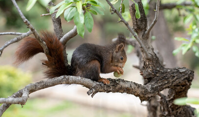 Squirrel on a tree