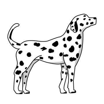standing dalmatian dog