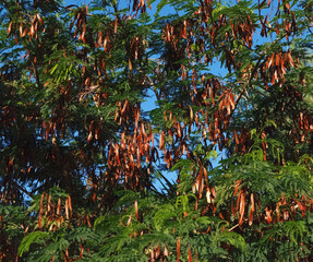 Carob tree alfarrobeira or Ceratonia siliquia in Portugal with golden fruits