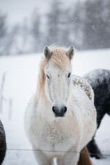 Obraz na płótnie Canvas White horse portrait on snow in Iceland