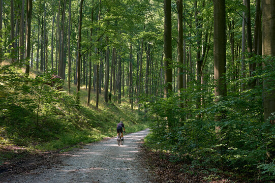 Cyclist on a trail in a forest in springtime