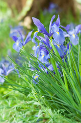 Fototapete bei efototapeten.de bestellen   