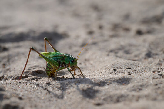 Grasshopper on the sand, close-up, macro