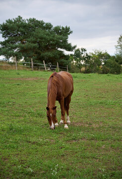 Horse grazing on a green meadow in the countryside in summer