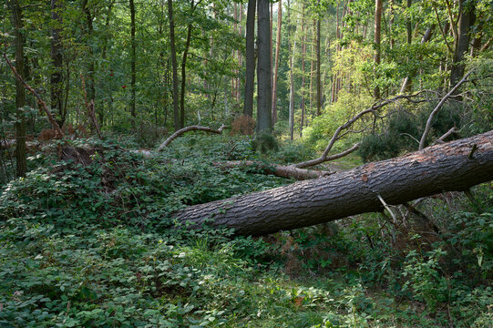 Fallen tree in the forest in summer. Landscape with a fallen tree.