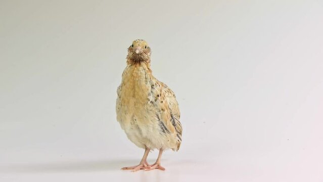 Young domesticated quail isolated on white background.
Wild quail, Coturnix coturnix, isolated on a white background.