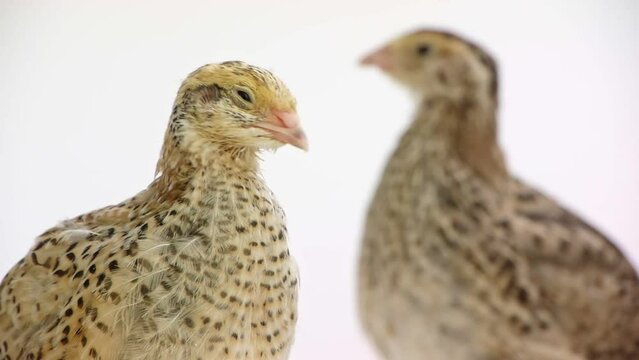Young domesticated quail isolated on white background.
Wild quail, Coturnix coturnix, isolated on a white background.