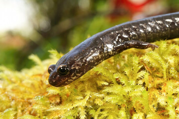 Close-up shot on a black adult of the endangered Del Norte salamander., Plethodon elongatus