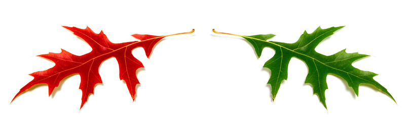 Red and green oak leafs (Quercus palustris) isolated on white background