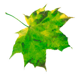 Green yellowed maple leaf