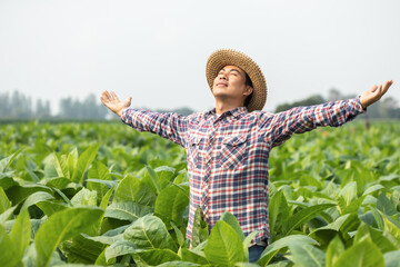 Asian farmer working in the field of tobacco tree, spread arms and raising his success fist happily with feeling very good while working. Happiness for agriculture business concept.