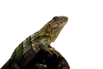 Black spiney-tailed iguana on a white background